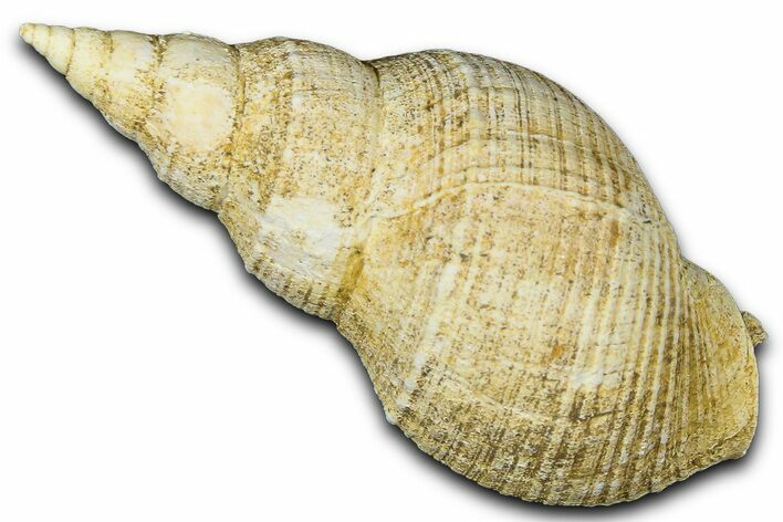 Miocene Fossil Sea Snail Shell - France #365576